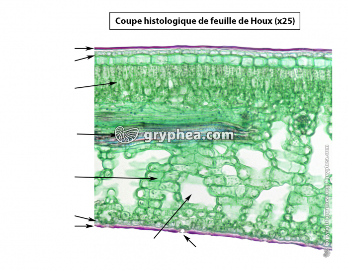 Houx (Ilex aquifolium) - Coupe histologique de feuille CT x25 (à compléter) - gryphea.org